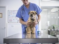 «ВетУют» – ветеринарная клиника, которой можно доверять