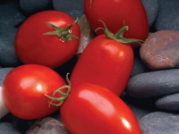 Сорт томатов МАРИАНА F1: идеальный выбор для свежего рынка