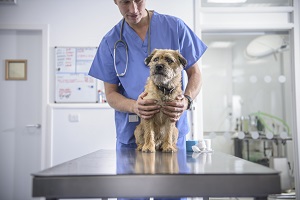 portrait-of-vet-holding-dog-on-table-in-veterinary-surgery-159615217-57541a2b5f9b5892e869f2b7